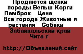 Продаются щенки породы Вельш Корги Пемброк › Цена ­ 40 000 - Все города Животные и растения » Собаки   . Забайкальский край,Чита г.